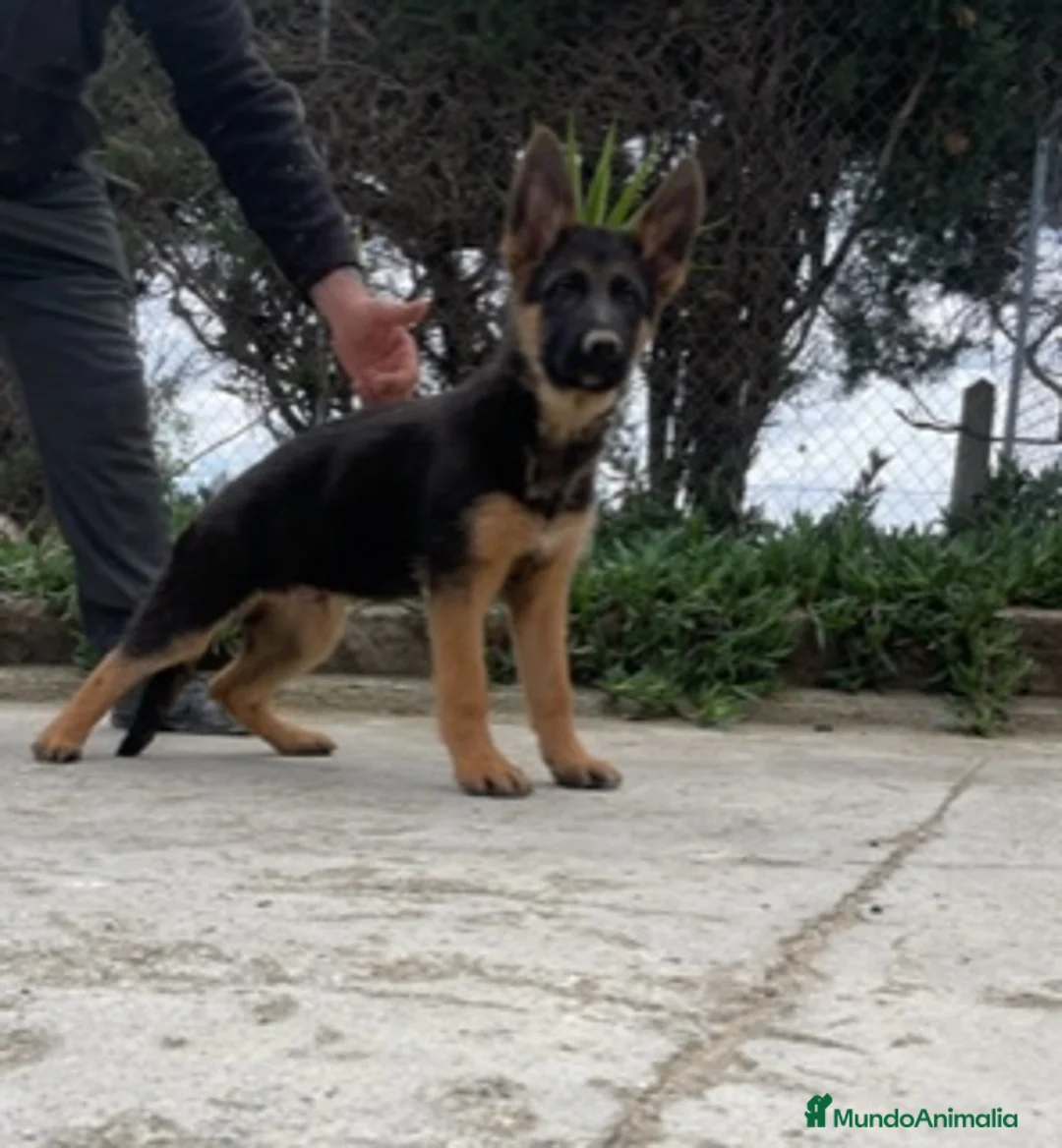 Pastor Alemán perros en venta: PASTOR ALEMAN en Barcelona - Anuncio 1