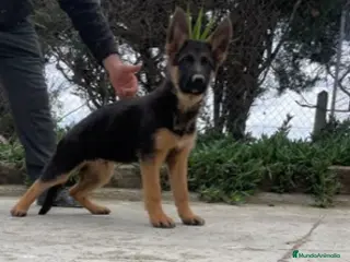 Pastor Alemán perros PASTOR ALEMAN en Barcelona - Anuncio 1