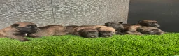Pastor Belga Malinois perros en venta: Disponible Pastores belga Malinois  - Anuncio 4