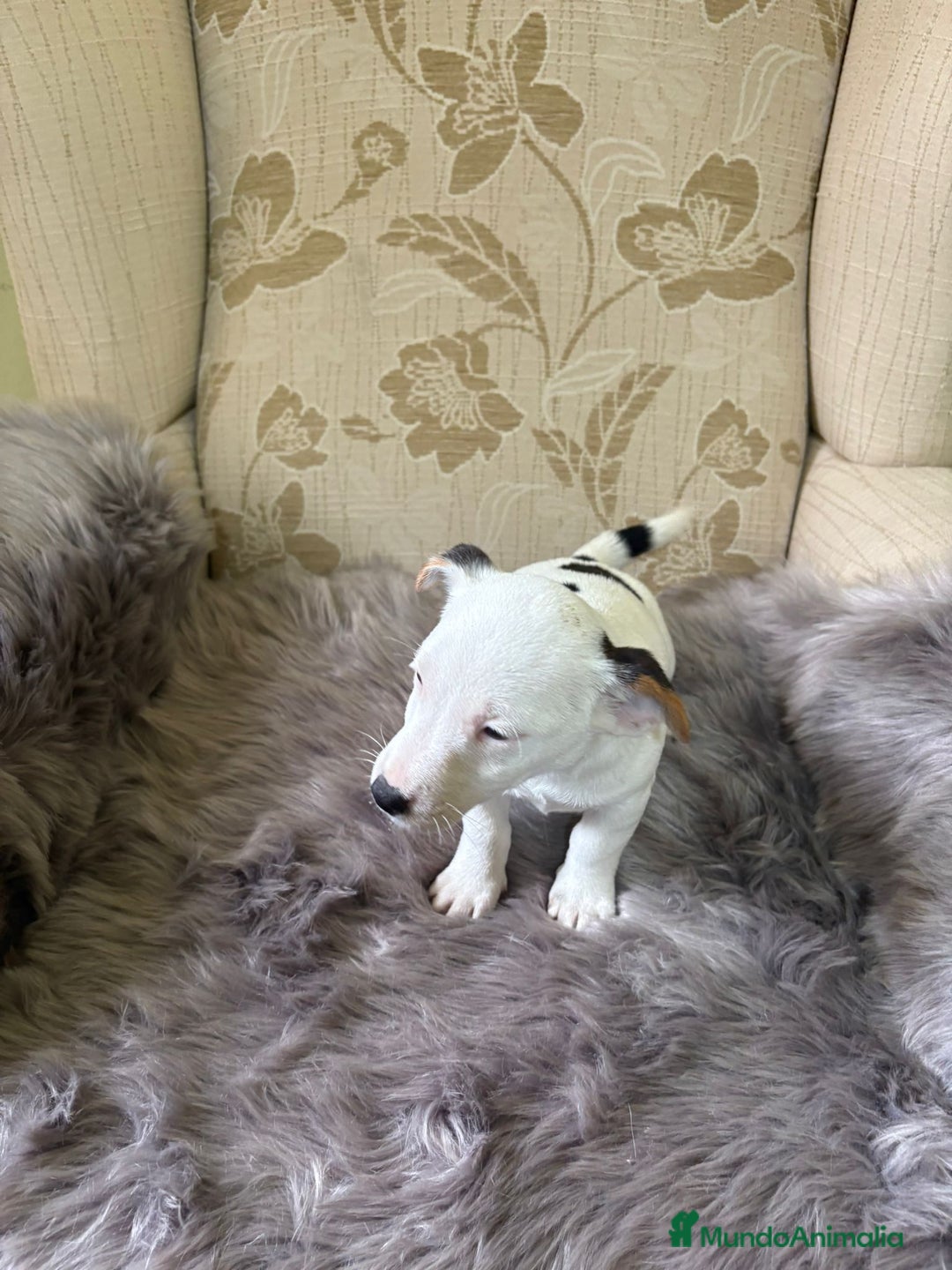 Jack Russell Terrier perros en venta: Cachorros de Jack Russell  - Imagen 14