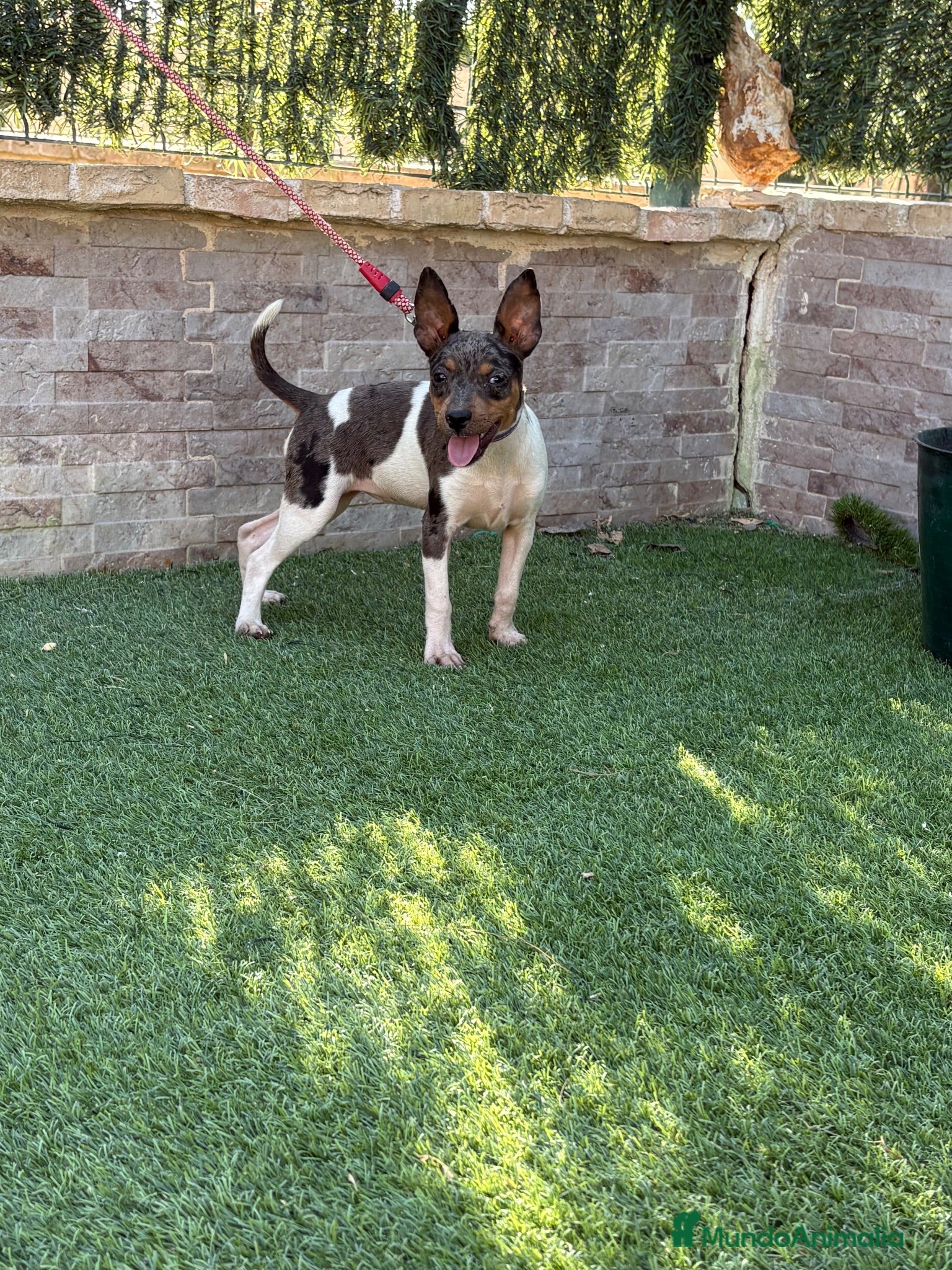Gos Rater Valencià perros Cachorra ratonera valenciana arlequín  - Anuncio 1