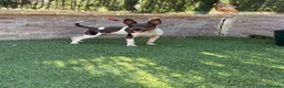 Gos Rater Valencià perros en venta: Cachorra ratonera valenciana arlequín  - Anuncio 1