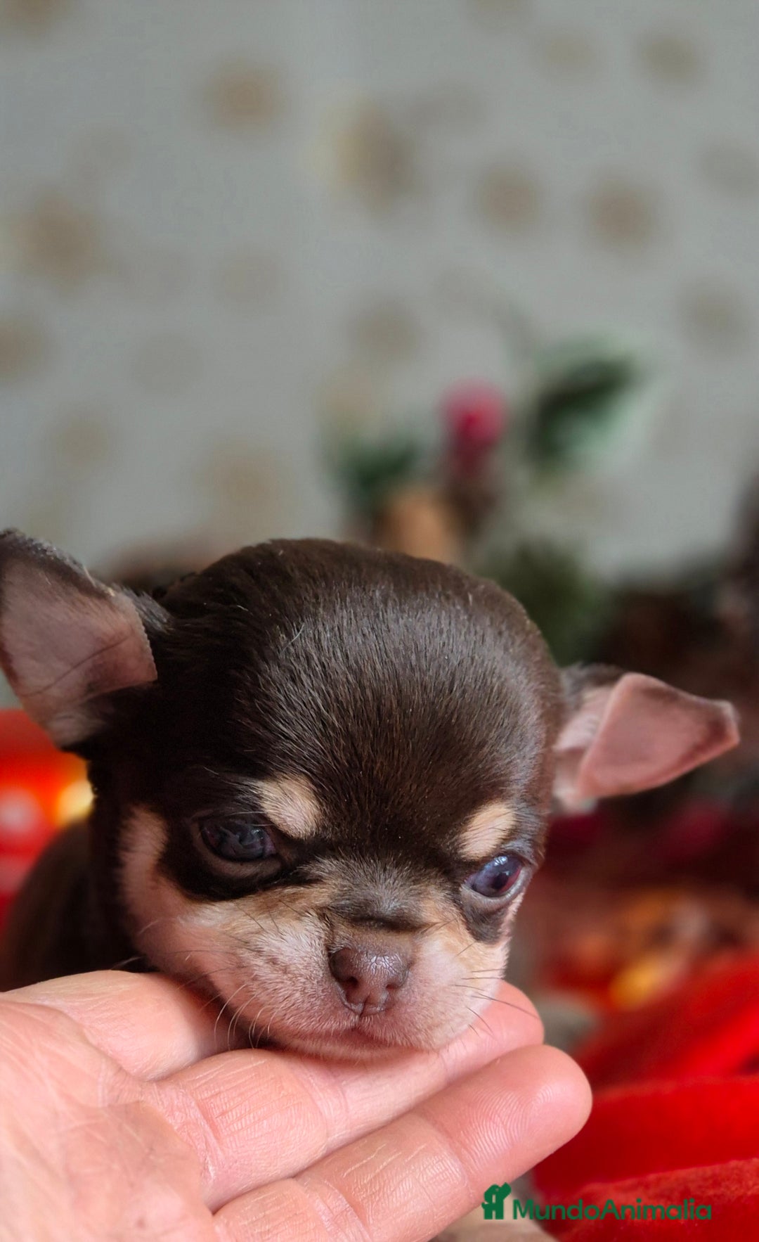 Chihuahua perros en venta: Chihuahua Chocolate - Anuncio 2