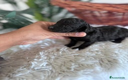 Caniche Toy perros en venta: CANICHE TOY HEMBRA - Imagen 6