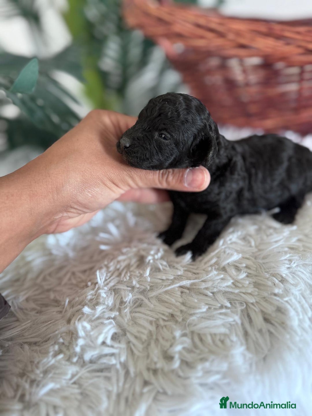 Caniche Toy perros en venta: CANICHE TOY HEMBRA - Imagen 6