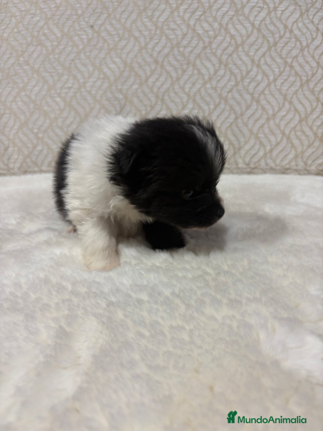 Pomerania perros en venta: Lulu Pomerania Toy macho color party Osito - Anuncio 9