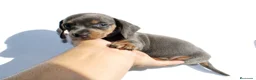 Teckel Miniatura perros en venta: Teckels Miniatura#Calidad, seriedad y seguimiento - Anuncio 14