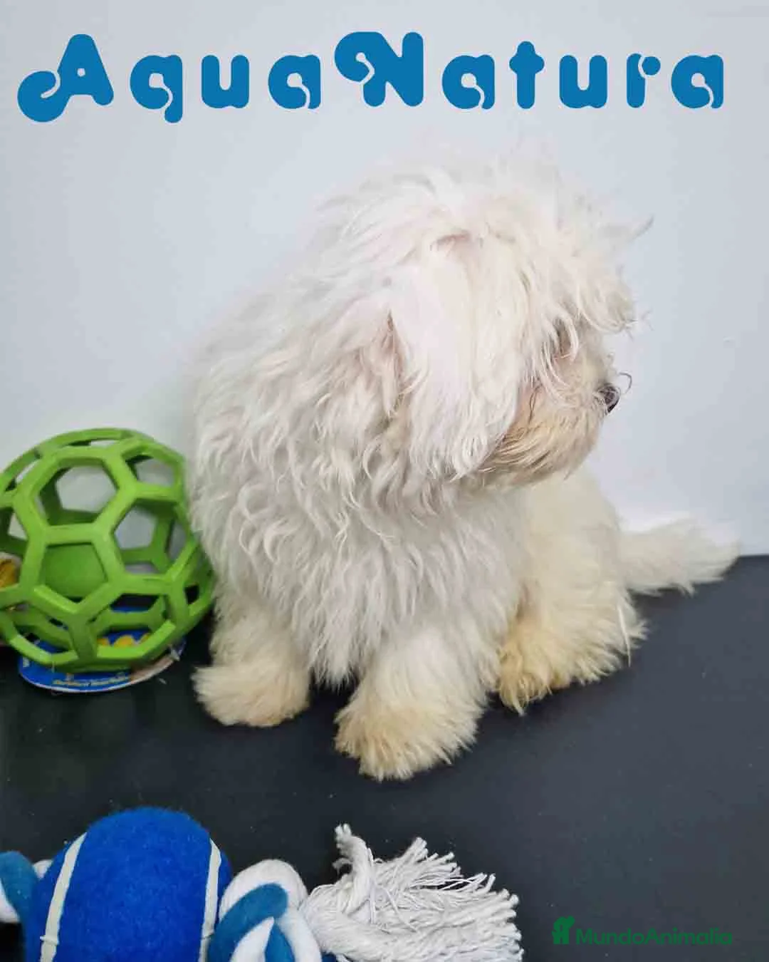 Bichón Habanero perros en venta: Bichon Habanero Macho de Kyi y Nis 6220-AQUANATURA en Barcelona - Anuncio 11