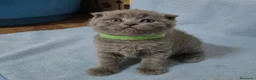 Británico de Pelo Corto gatos en venta: GATOS BRITANICO PELO CORTO  (SCOTTISH FOLD) - Anuncio 3