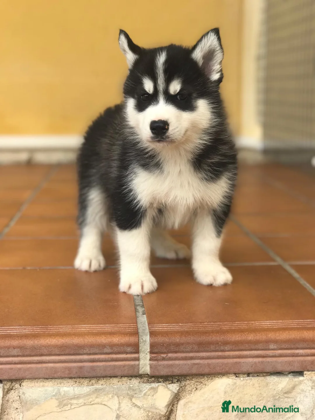Husky Siberiano perros en venta: cachorros de husky siberiano - Anuncio 8