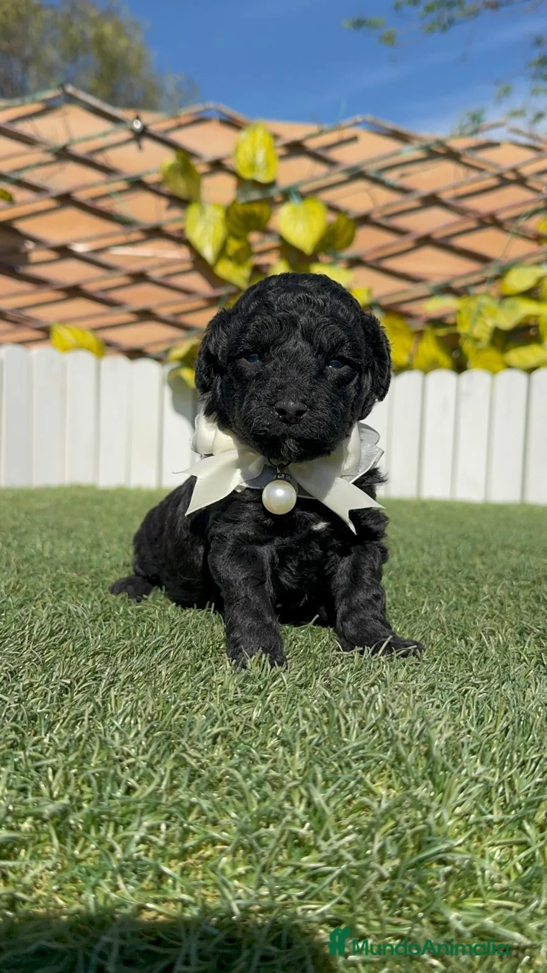 Caniche Toy perros en venta: CANICHE TOY - Anuncio 15