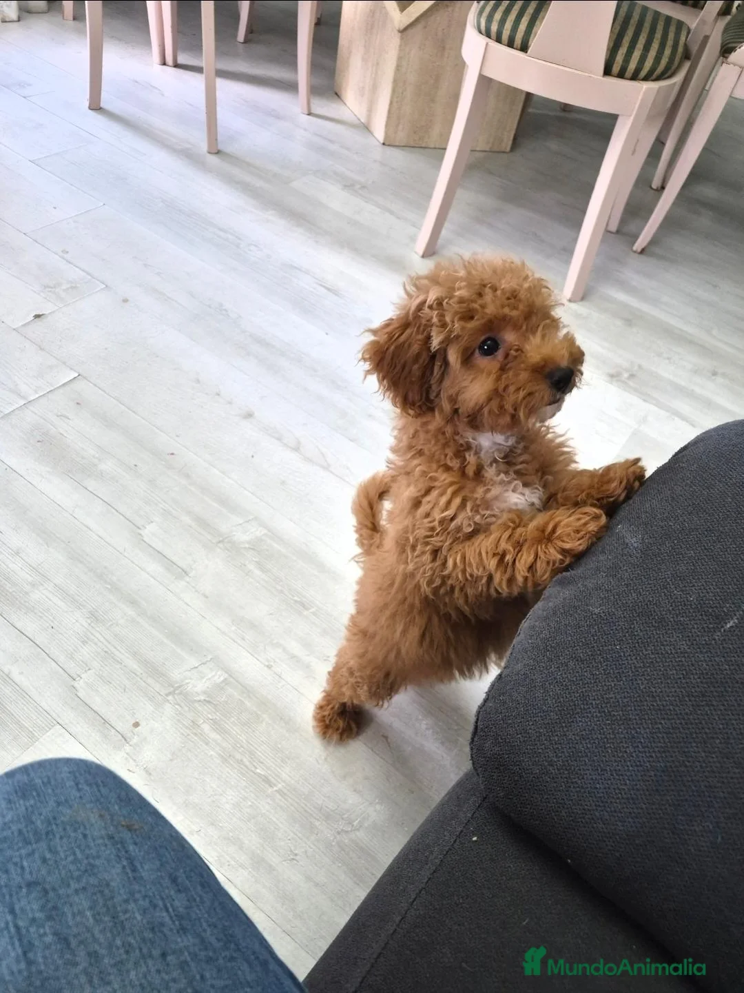 Caniche Toy perros en venta: Hembra de caniche Toy - Anuncio 1