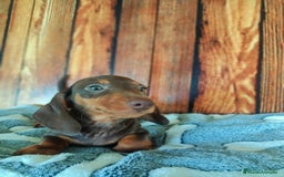 Teckel Miniatura perros en venta: TECKEL - Imagen 5