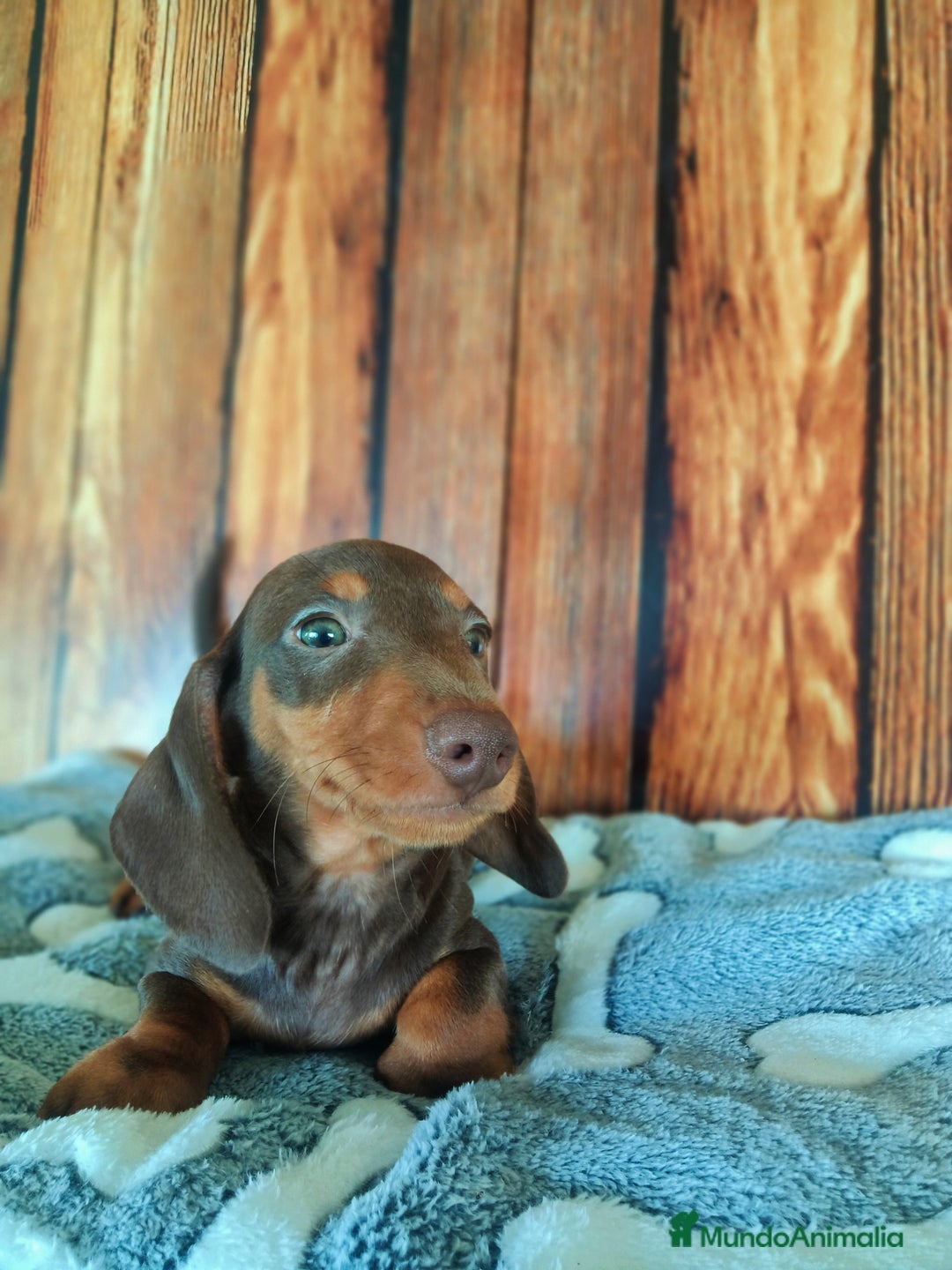 Teckel Miniatura perros en venta: TECKEL - Imagen 5