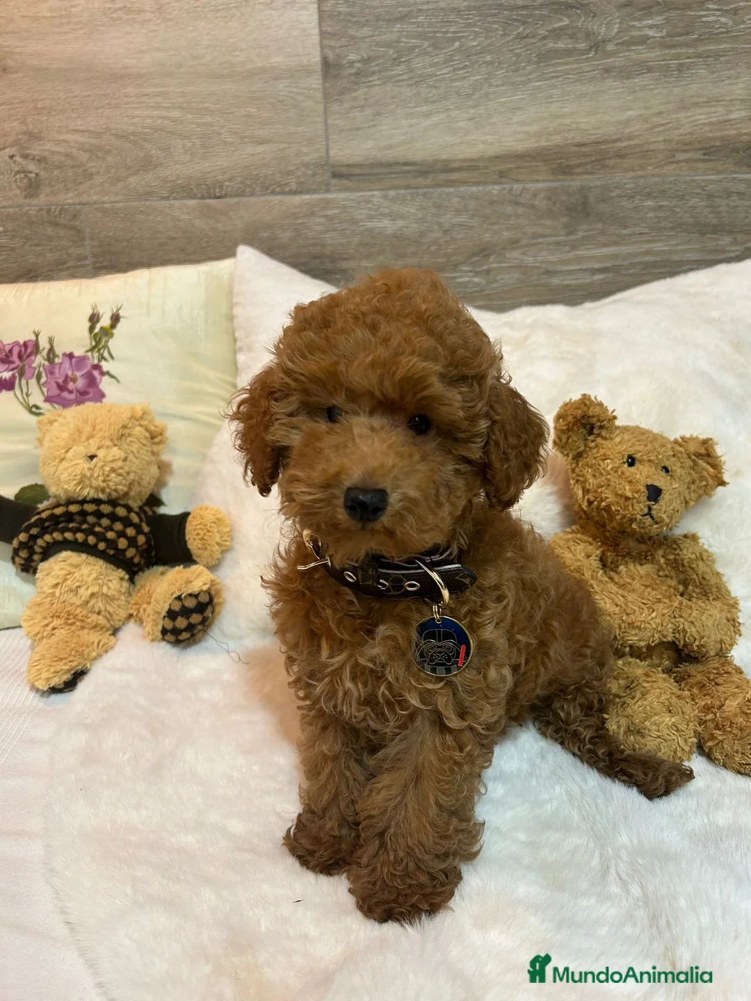 Caniche Toy perros en venta: CANICHE TOY  - Anuncio 1