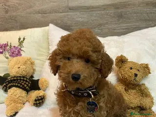 Caniche Toy perros CANICHE TOY - Anuncio 1