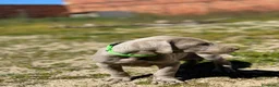 Weimaraner perros en venta: Último macho de Braco de weimar  - Anuncio 4