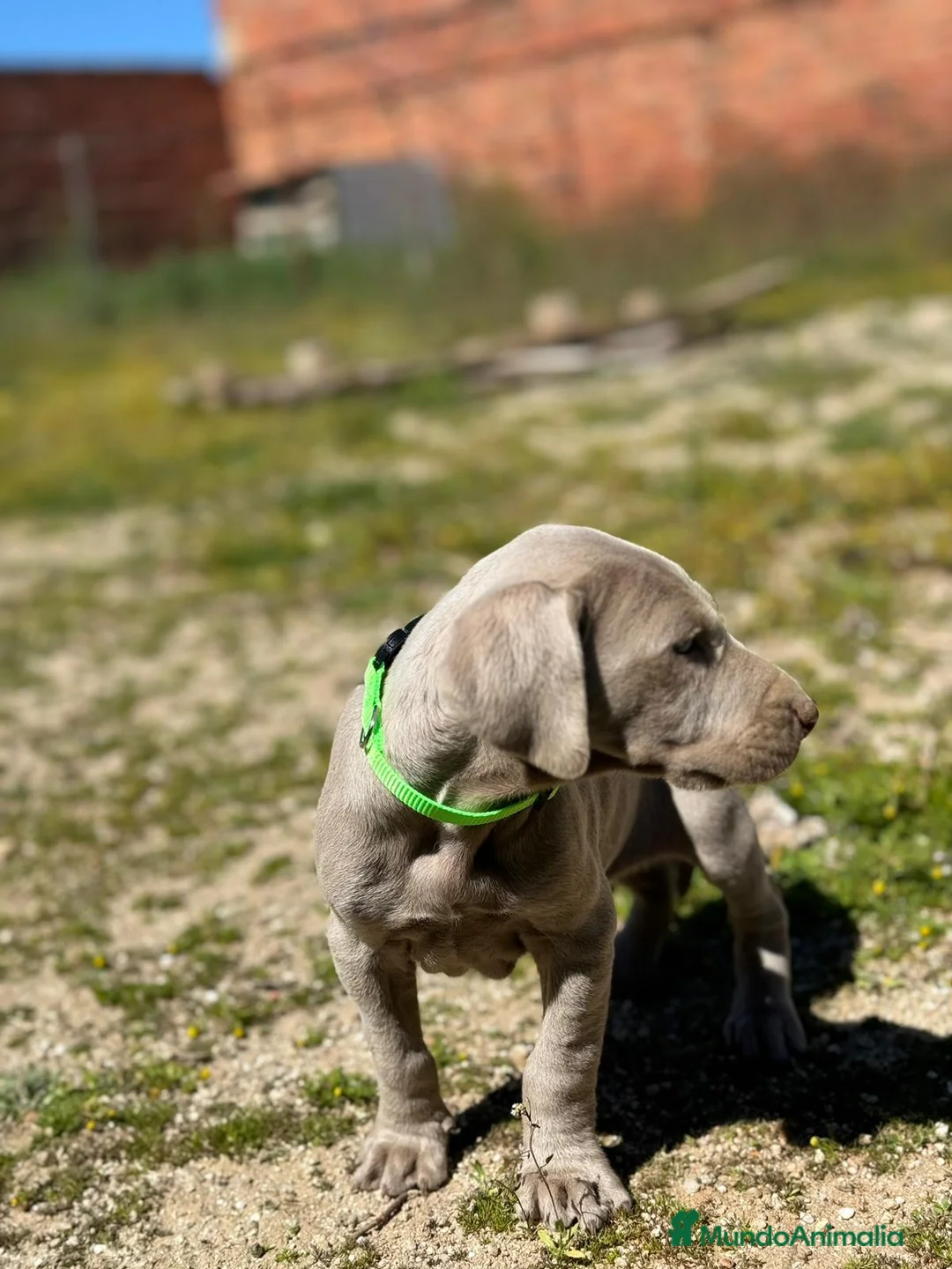 Weimaraner perros en venta: Último macho de Braco de weimar  - Anuncio 4