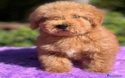 Maltipoo perros en venta: Maltipoo roja  - Imagen 3