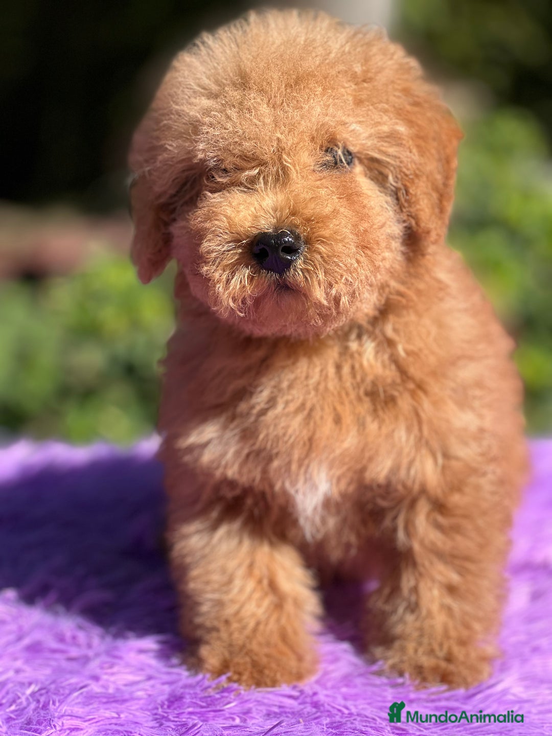 Maltipoo perros en venta: Maltipoo roja  - Imagen 3