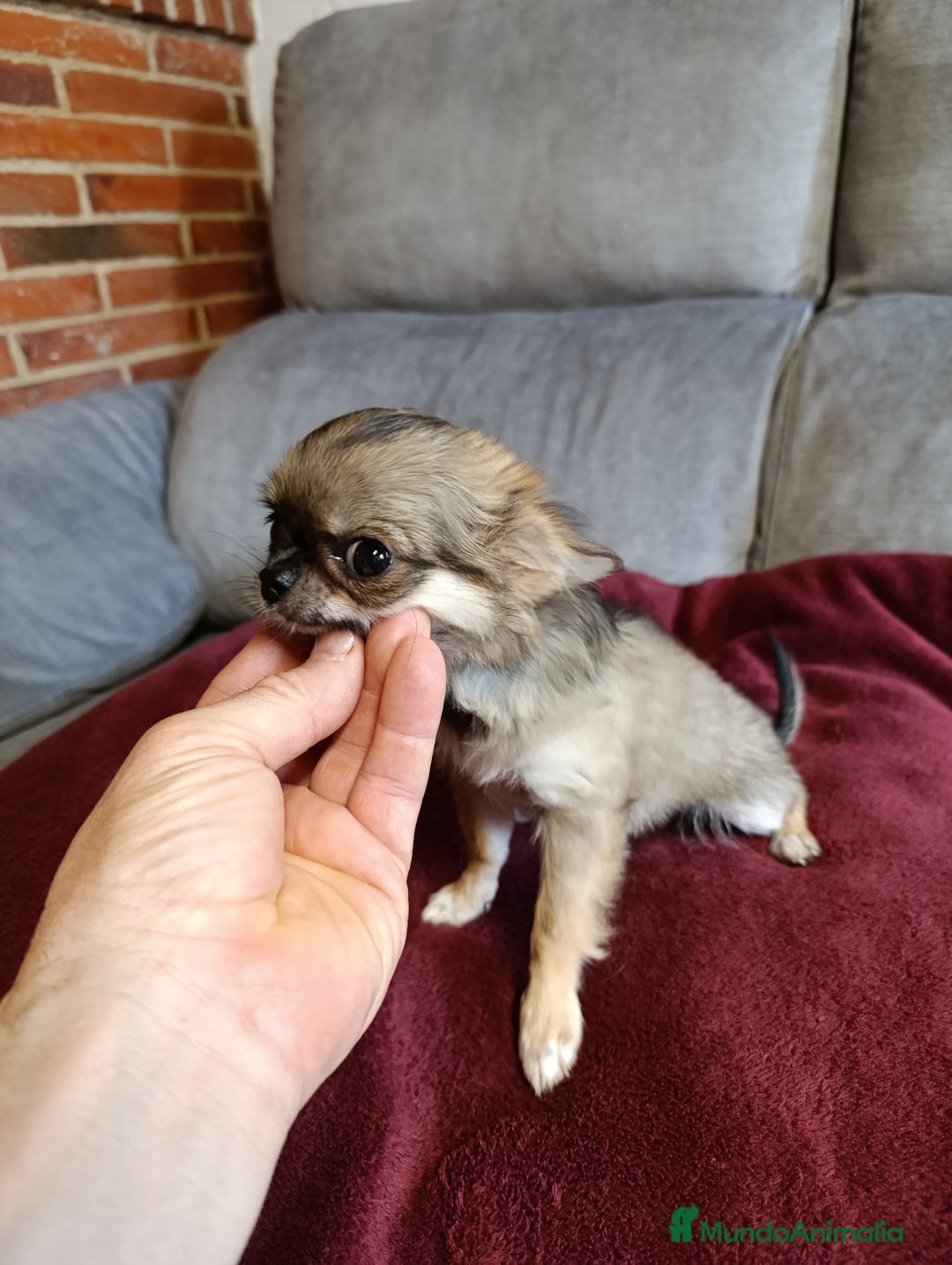 Chihuahua perros en venta: hembrita de chihuahua - Imagen 2