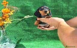 Teckel Miniatura perros en venta: TECKEL MINIATURA  - Imagen 2