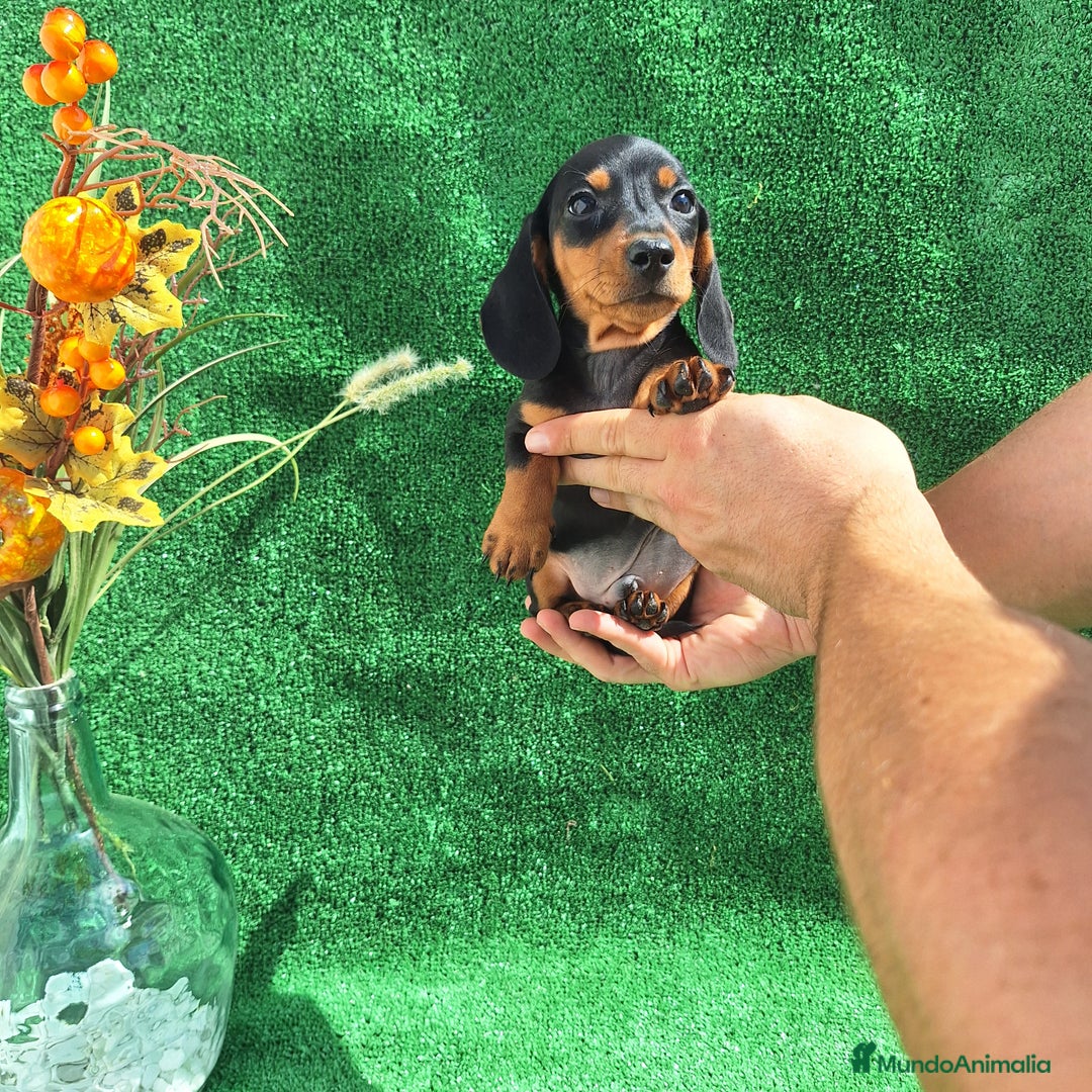 Teckel Miniatura perros en venta: TECKEL MINIATURA  - Imagen 2