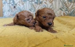 Caniche Enano perros en venta: Caniches enanos en Álava - Imagen 3