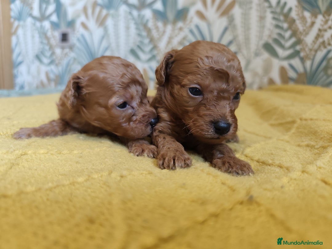 Caniche Enano perros en venta: Caniches enanos en Álava - Imagen 3