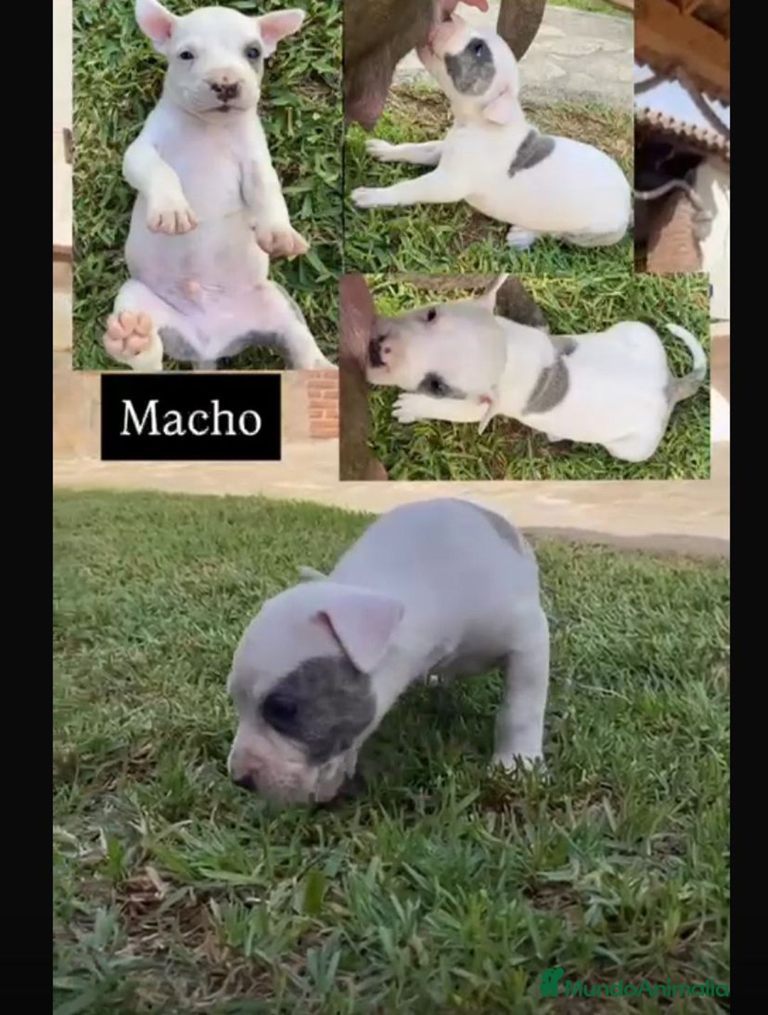 American Staffordshire-Terrier perros en venta: American Stanford Macho - Imagen 2