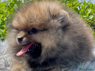 Pomerania perros - Anuncio 6