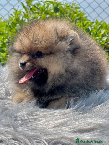 Pomerania perros - Anuncio 5
