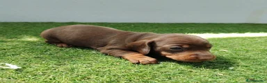 Teckel Cachorro chocolate