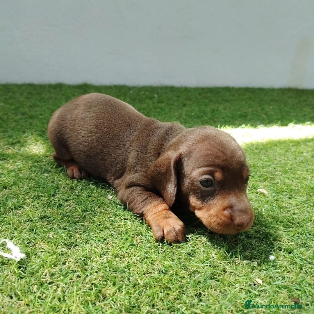 Teckel perros en venta: Teckel - Anuncio 2