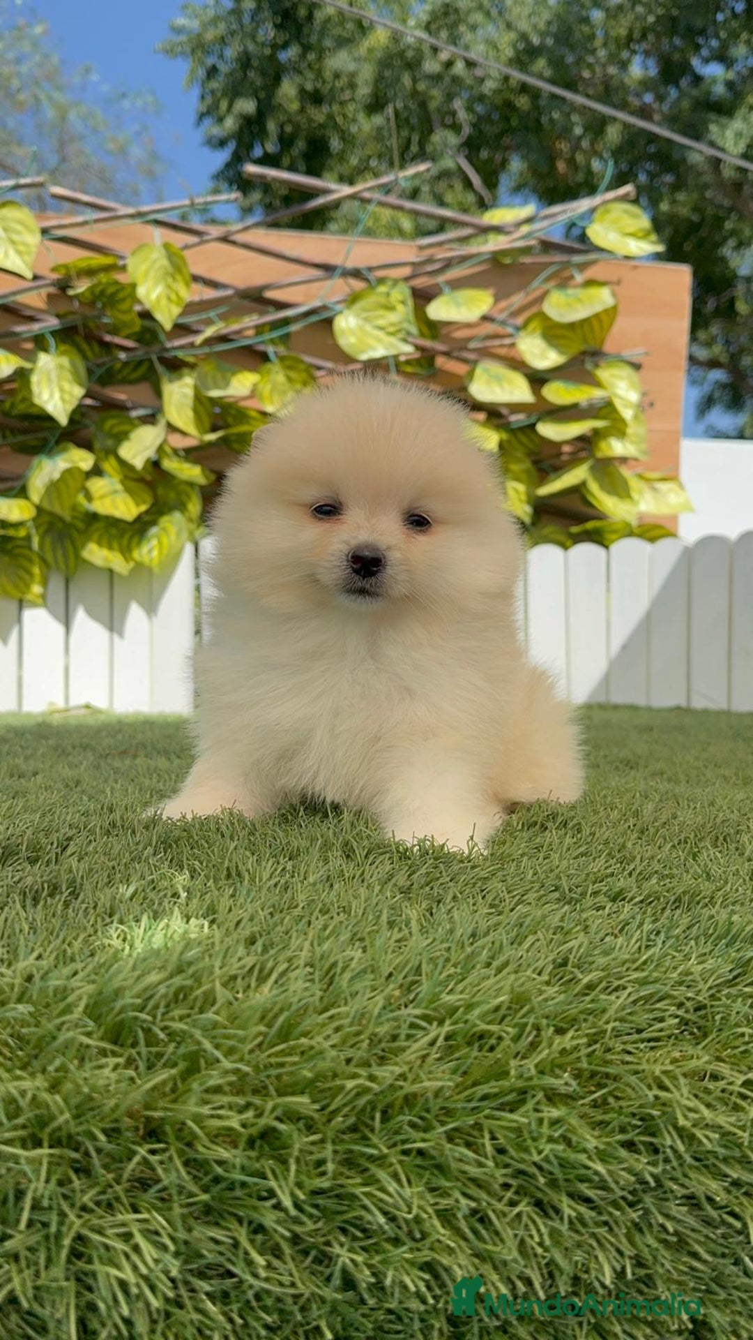 Pomerania perros en venta: POMERANIA BLANCA HEMBRA  - Imagen 9