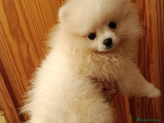 Pomerania perros Pomerania mini en Valencia - Anuncio 1