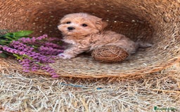 Maltipoo perros en venta: Maltipoo !!!!! - Imagen 15