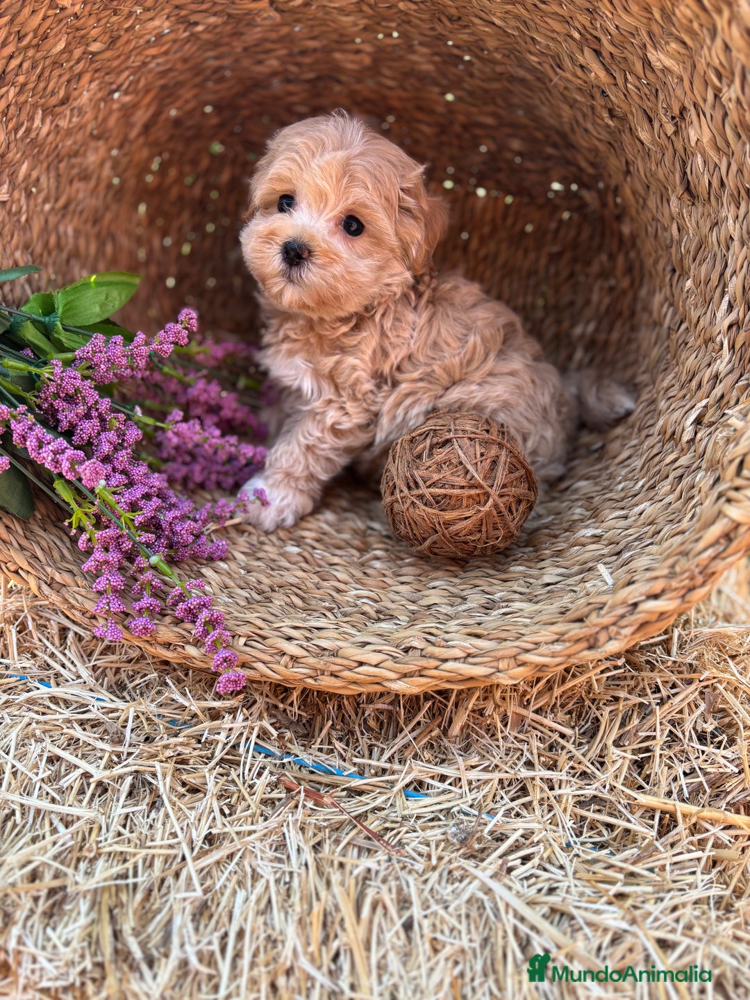 Maltipoo perros en venta: Maltipoo !!!!! - Imagen 15