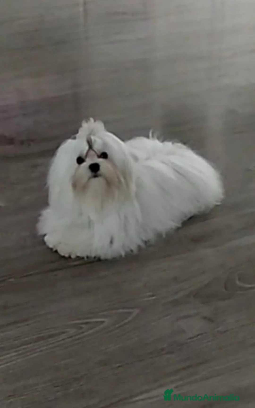 Maltipoo perros en venta: Camada de maltipoo nacionales  - Anuncio 1