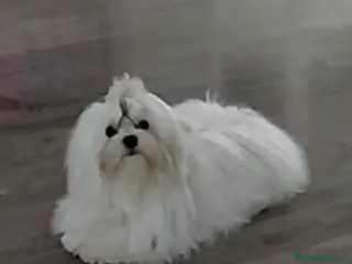 Maltipoo perros Camada de maltipoo nacionales - Anuncio 2