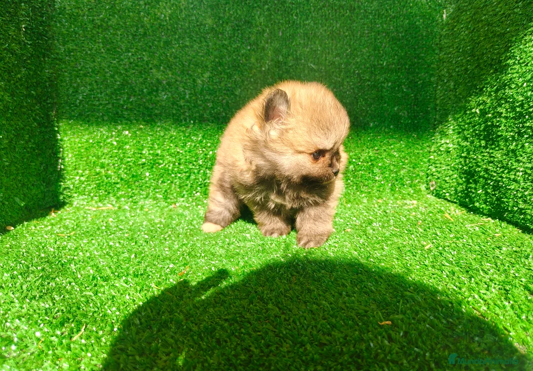 Pomerania perros en venta: Pomerania  - Anuncio 4