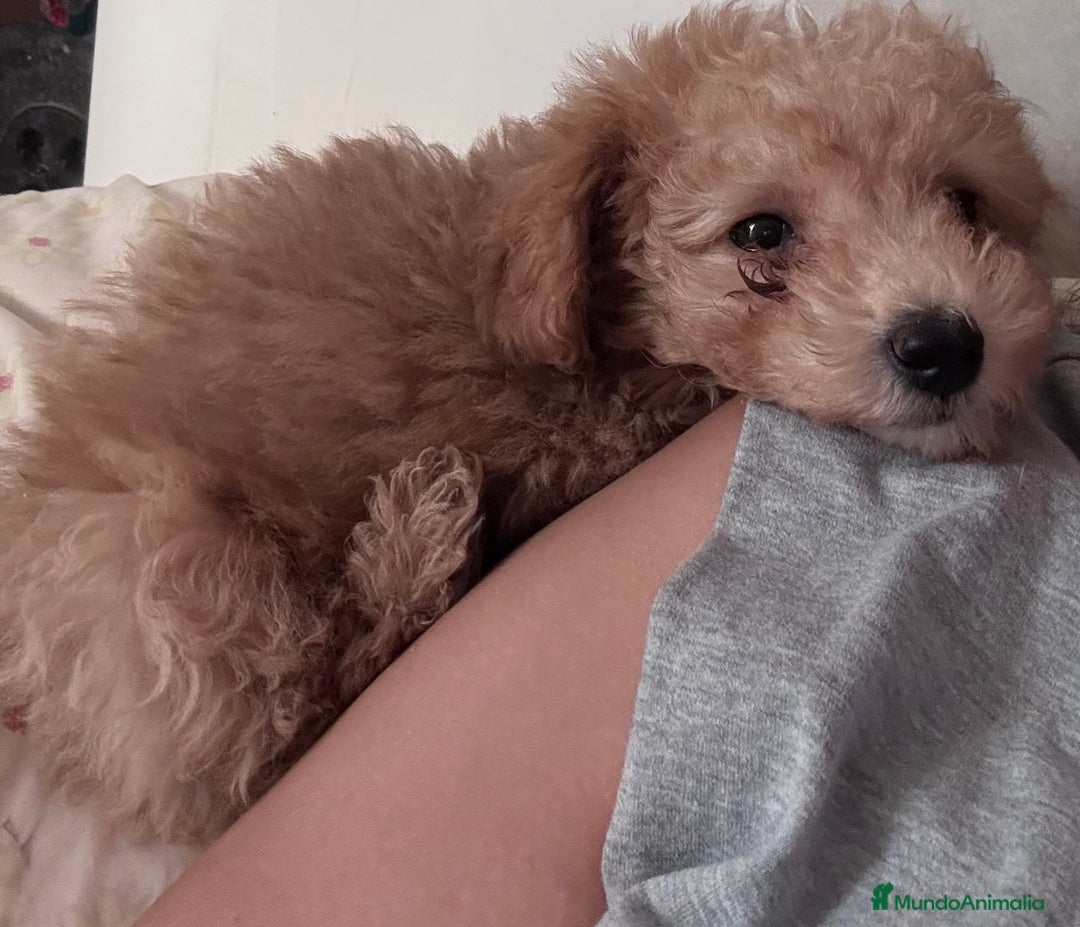 Caniche Toy perros en venta: Disponible caniche toy  - Imagen 2