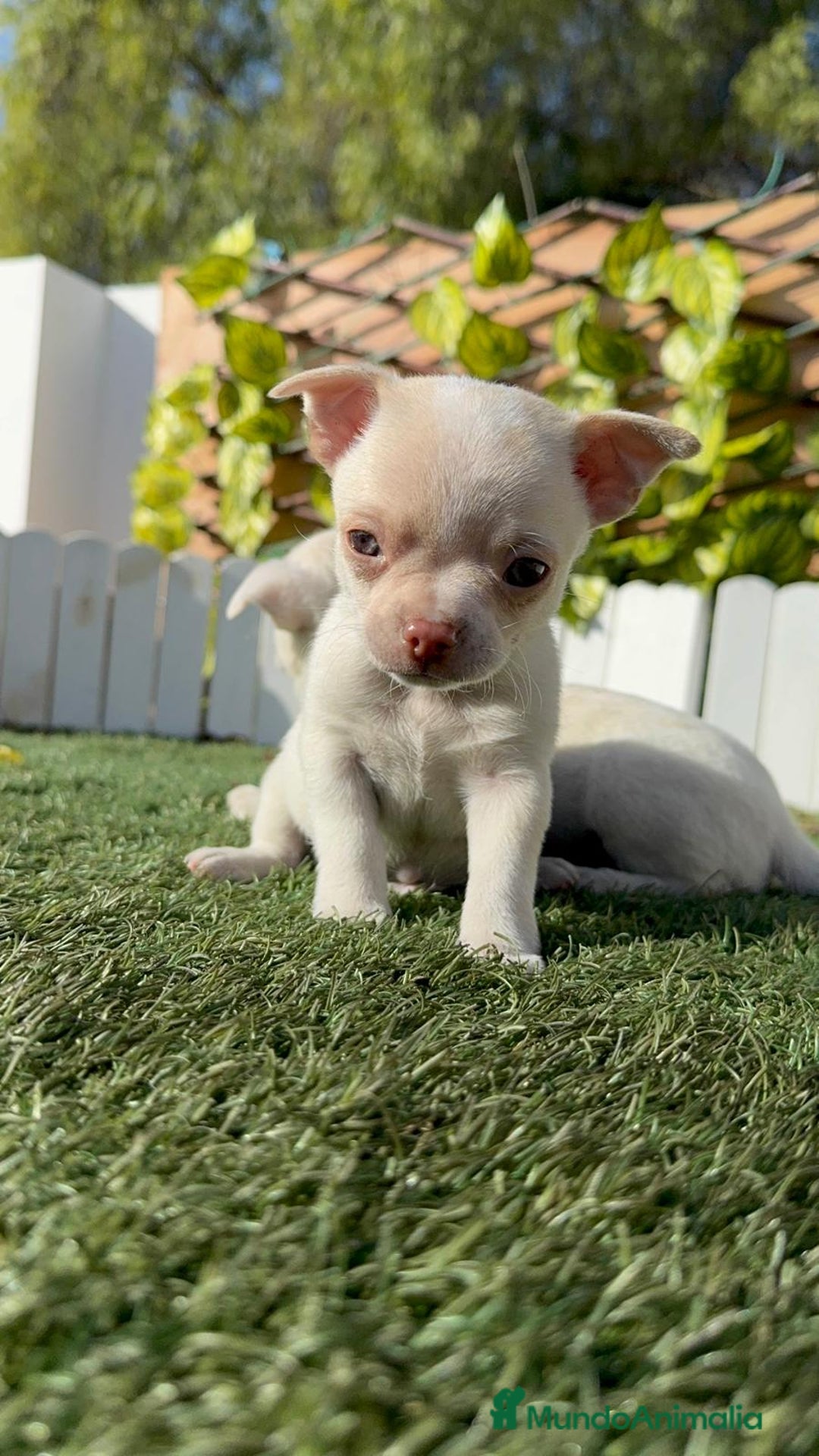 Chihuahua perros en venta: CHIHUAHUA MACHO - Anuncio 8