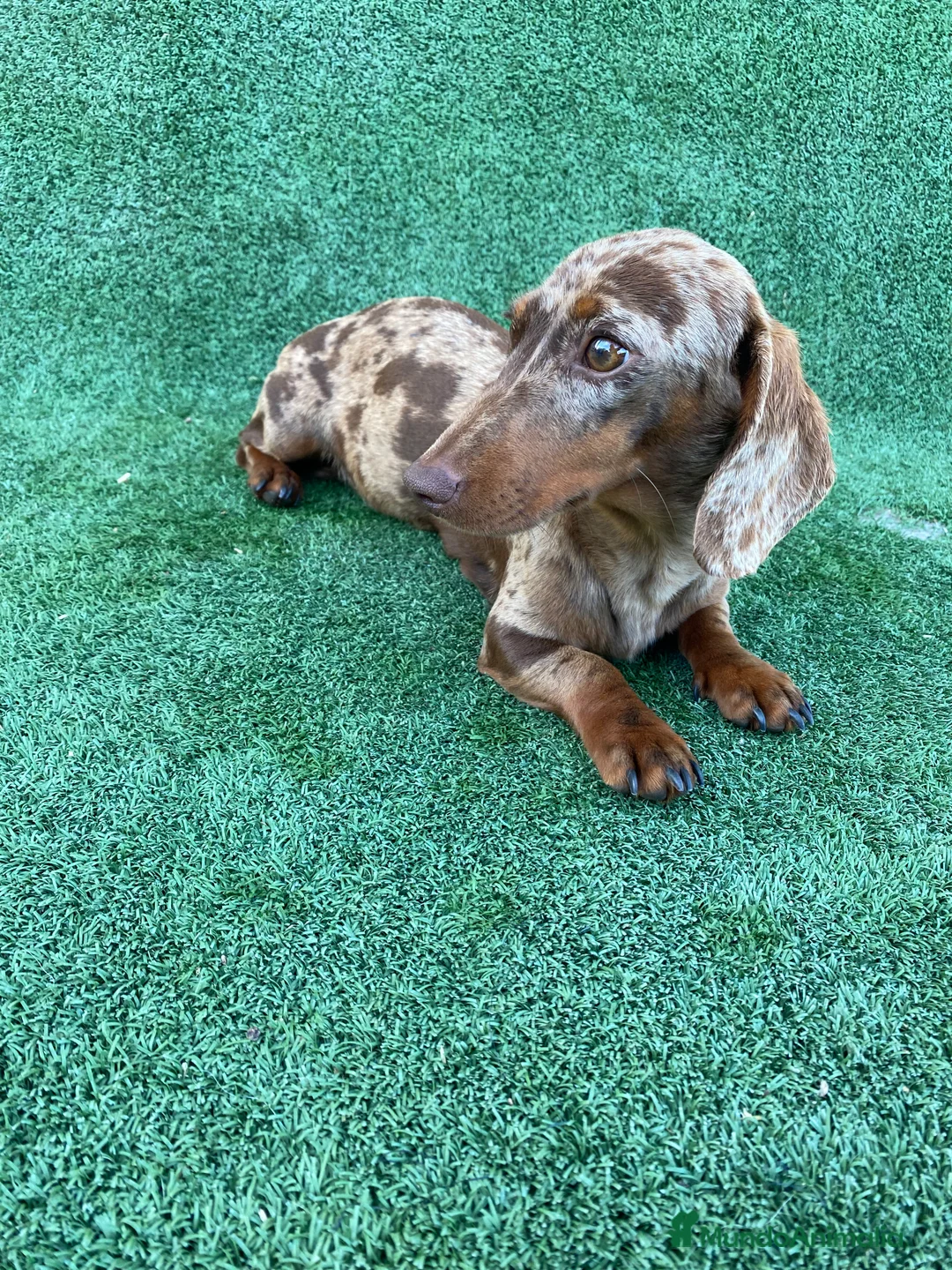 Imagen de galería {{count}}