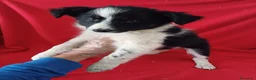 Border Collie perros en venta: Border Collie Blanco y Negro  - Anuncio 2