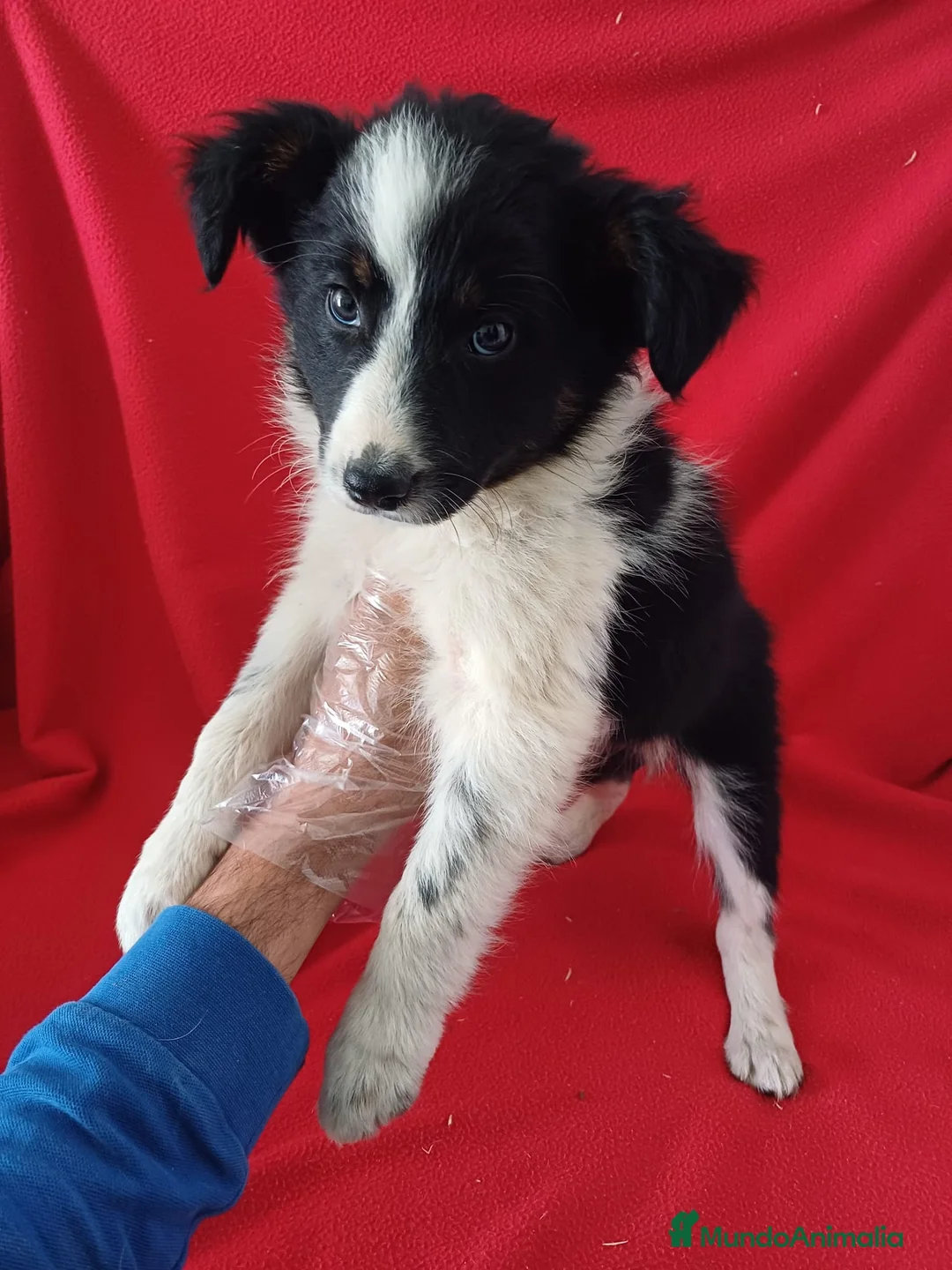 Border Collie perros en venta: Border Collie Blanco y Negro  - Anuncio 2