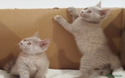 Británico de Pelo Corto gatos en venta: British Shorthair última hembra  - Imagen 5