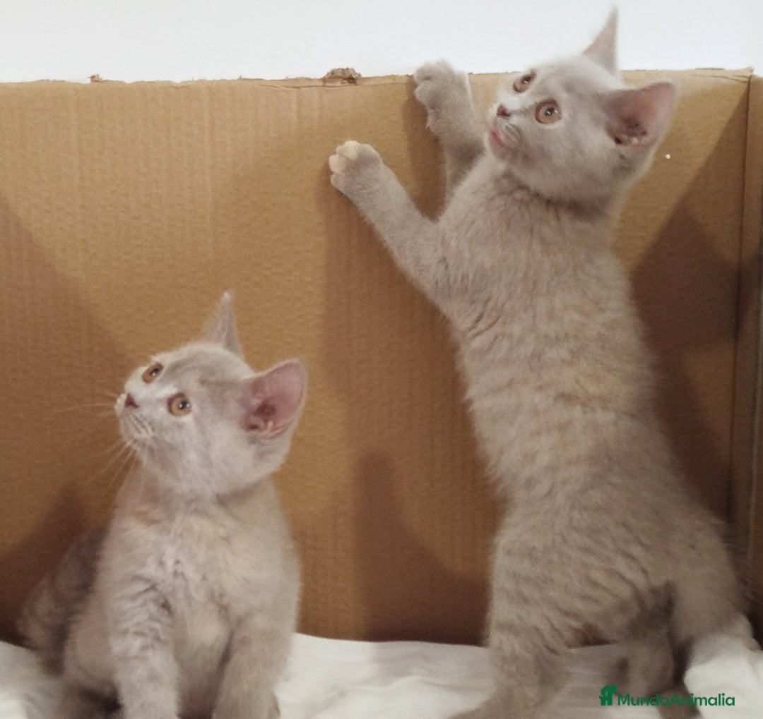 Británico de Pelo Corto gatos en venta: British Shorthair última hembra  - Imagen 5