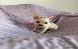 Chihuahua perros en venta: Chihuahua toy - Imagen 3
