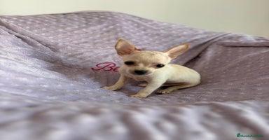 Chihuahua perros - Anuncio 2